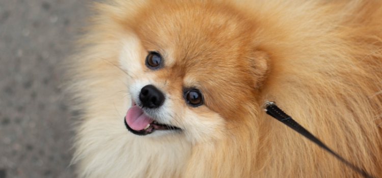 Beyond "Sit": 5 Life-Saving Dog Commands | Best Online Pet Training 2026
